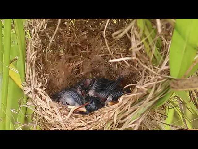Video thumbnail for Cute Nest & Cute Babies Bird Life in Nest  @ViralBirdNest