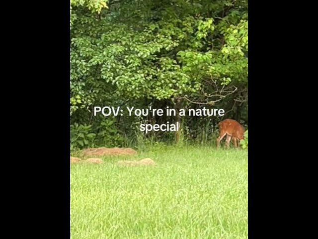 Video thumbnail for What’s your point of view on nature #beautiful #grounded #deer #greengrass ￼￼