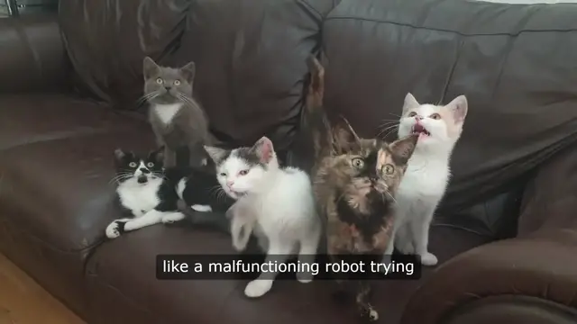 Video thumbnail for Cat Chatter