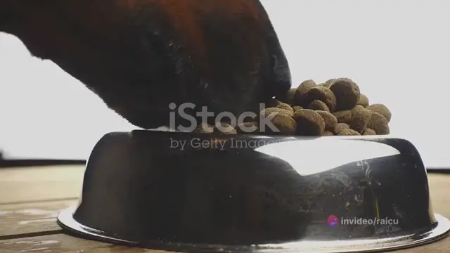 Video thumbnail for  Honey for Dogs_ A Sweet Treat with Healt