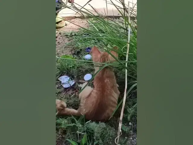 Video thumbnail for babies cat 21