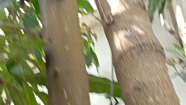 Video thumbnail for My jackfruit tree has produced many small jackfruits. It will be a lot of fun when they ripen.