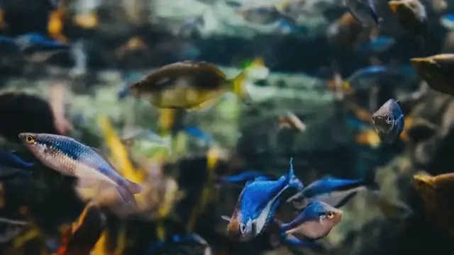 Video thumbnail for Should You Add Seashells to Your Aquarium? Pros and Cons Explained