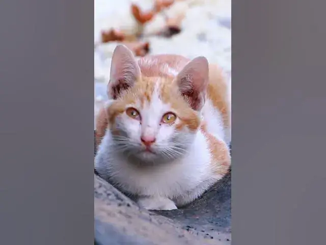 Video thumbnail for Amazing Babies Cute Cat 10   #animals#Cat #shortcat #cats #allcat #allbabiescat #viralcat