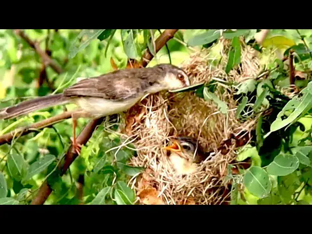'Video thumbnail for In nest alot babie bird to wait eat food now'