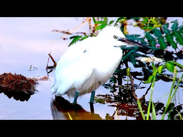 Video thumbnail for The little egret Birds Catch Fish Eating \-baby birds on nest