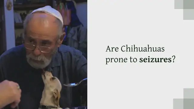 Video thumbnail for ARE CHIHUAHUAS PRONE TO SEIZURES? – AMAZING HEALTH FACTS ABOUT CHIHUAHUAS EXPOSED!
