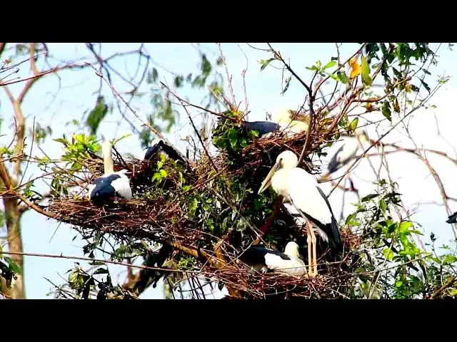 Video thumbnail for Feathered Friends Galore: 2025's Amazon of Birds