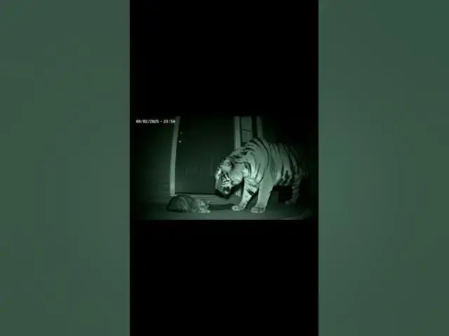 'Video thumbnail for Midnight Encounter #shorts #cat #viral'