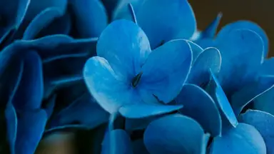 'Video thumbnail for 10 Tips to Change Hydrangea Colors: From Blue to Pink'