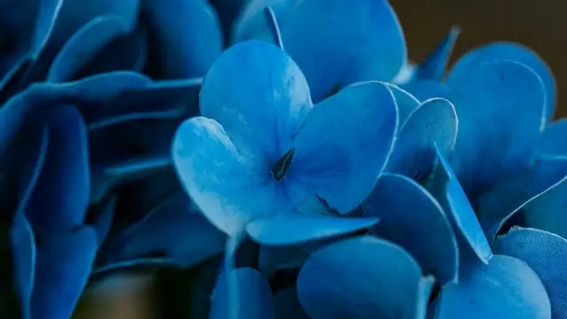 'Video thumbnail for 10 Tips to Change Hydrangea Colors: From Blue to Pink'