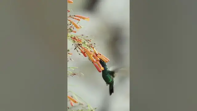 Video thumbnail for Hummingbirds have outstanding spatial memory #shorts