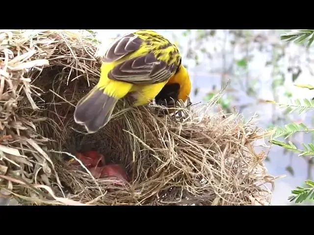 Video thumbnail for Golden Sparrow: A Symbol of Beauty and Grace // Golden Jewel of Sudan: The Sparrow Bird