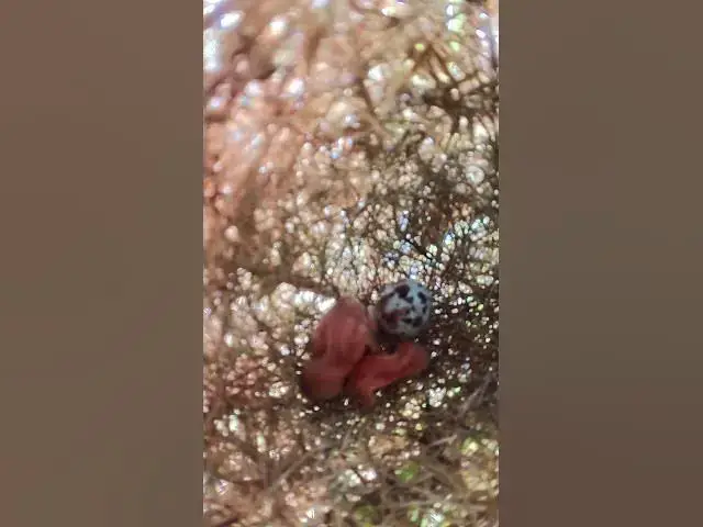 Video thumbnail for All Babies Grown Bird #babyanimal #nature #birdlife #babybird #wildlife #birdnest #animals #birdslov