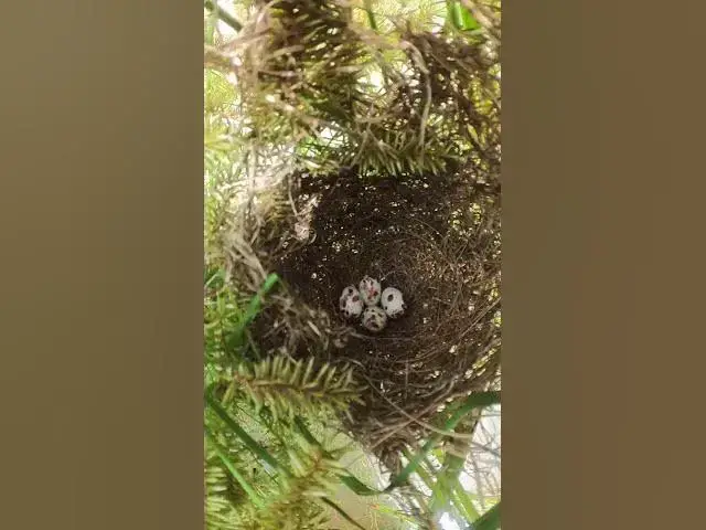 Video thumbnail for Cute Egg of Wild Bird in Nest #viral #trending #shorts #shortsfeed #Feed #Baby #Nest #Start #Results