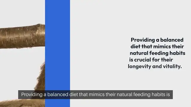 Video thumbnail for Sugar Glider Diet Recommendations