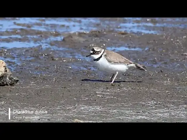 Video thumbnail for Chorlitejo chico (Charadrius dubius)