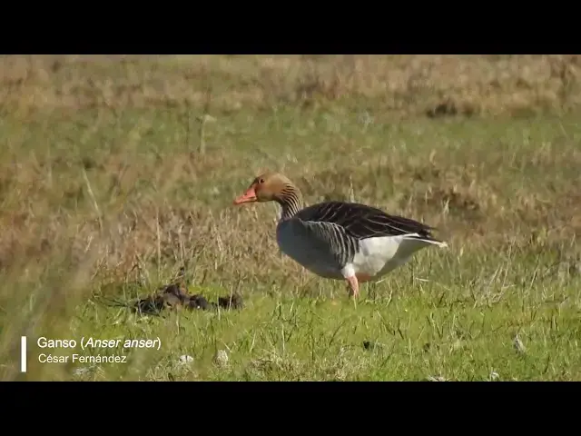 Video thumbnail for Ganso (Anser anser)