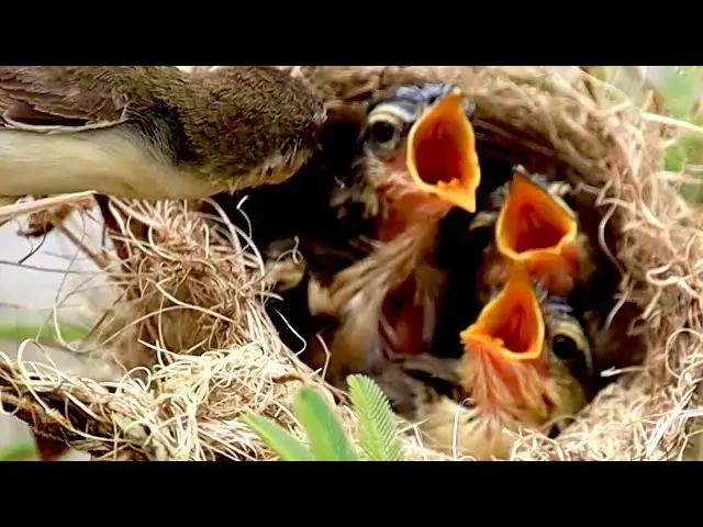 'Video thumbnail for Under nest babie bird crie | Mother's wild bird catch food eat'