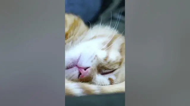 Video thumbnail for Cat Sleeping Position #shorts