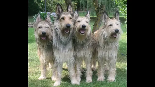 Video thumbnail for Essence and Temperament of the Berger Picard