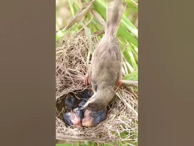 Video thumbnail for Babies Grown Bird Eating Food EP#318 #Babybird #feeding #babybird #shorts ##birds #birdslover #finc