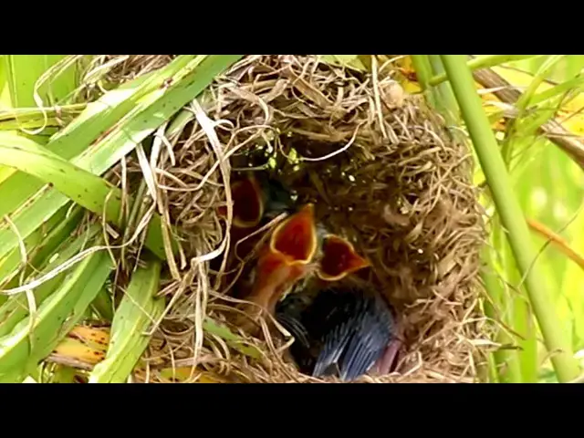 Video thumbnail for Feeding Frenzy: Baboes' Field Nest and Bird Chirp  [ @ViralBirdNest ]