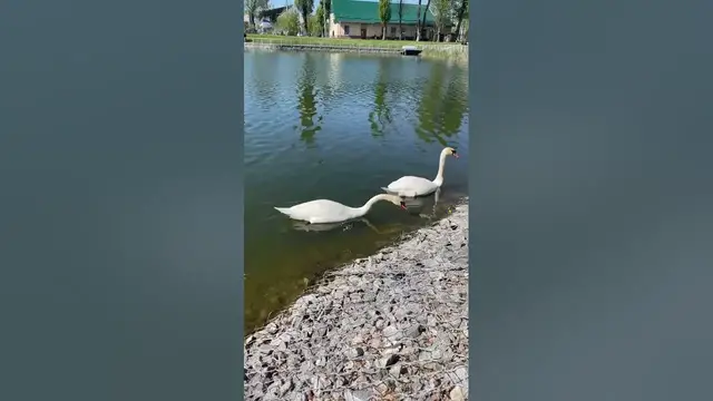 Video thumbnail for Beautiful swans😍😘🥰#shorts