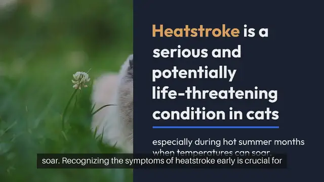 Video thumbnail for Cat Heatstroke Symptoms