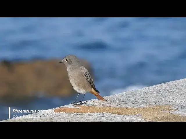 Video thumbnail for Colirrojo tizón (Phoenicurus ochruros)