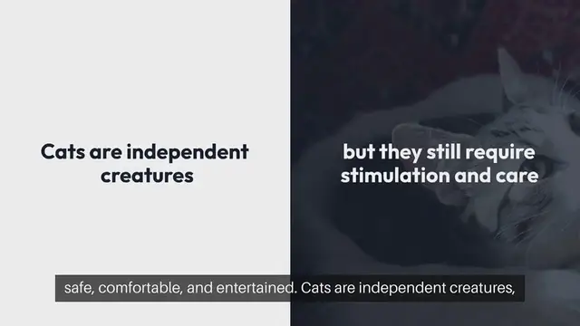 Video thumbnail for Cat Home Alone Solutions