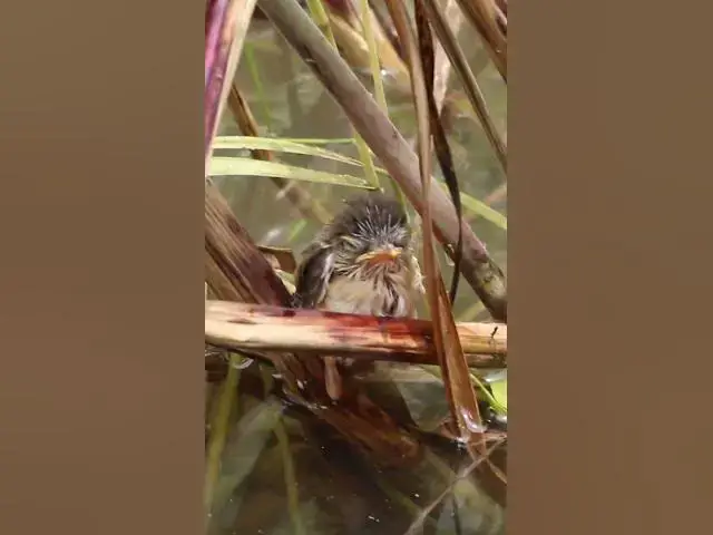 Video thumbnail for [ EP#175 ] Baby cuckoo bird is trying to eat in nest #shorts #birdslover #birds #birdsounds