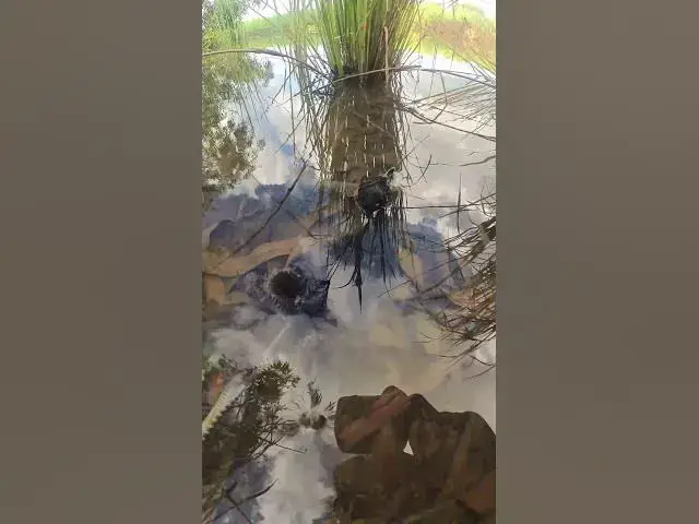 Video thumbnail for White Duck At Field In water #birds #beautifulbird #nature #birdspecies #birds # #birdhome #birdnest