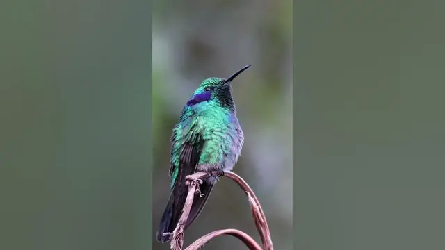 Video thumbnail for Hummingbirds' heartbeats are through the roof #shorts