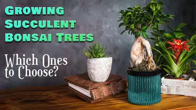 'Video thumbnail for What Succulents Can You Grow As Bonsais?'