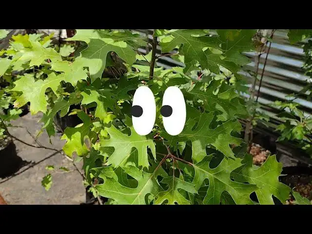 'Video thumbnail for Encino Rojo: Qué Tan Rápido Crece y Cómo Lograr Que se Adapte al Clima | Guía de Quercus en México'