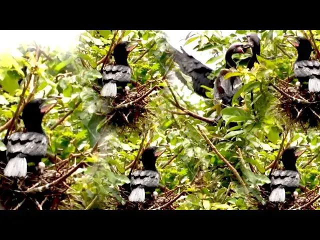 'Video thumbnail for កូនសត្វក្អែកទឹកនៅលើសំបុង ស្រែកយំចង់ស៊ីចំណី'