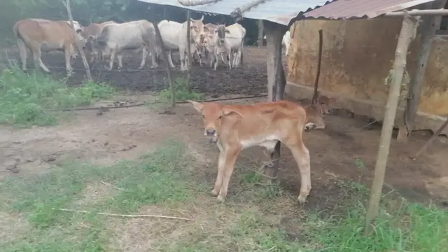 'Video thumbnail for Village cow house'