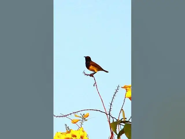 Video thumbnail for Small Green Bird on Flower 2   #birdparenting #birdwatching #birdslover #birdspotting #trending