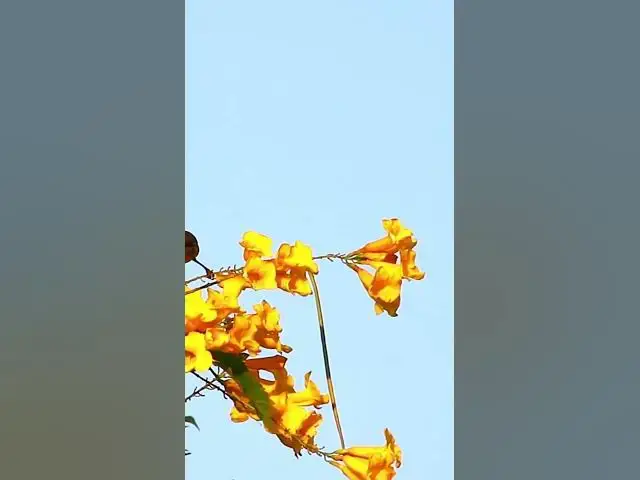 Video thumbnail for Small Green Bird on Flower   #birdparenting #birdwatching #birdslover #birdspotting #trending