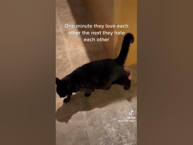 Video thumbnail for Beast love hate relationship - part 2