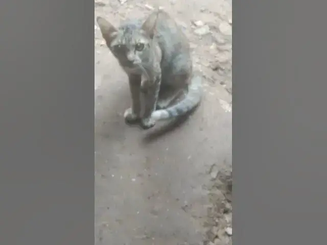 Video thumbnail for Cray Babies Wild Cat EP.050 #cat #shortcat #catchcatch #bitcat  #animals #cute #catlover  #cutecat