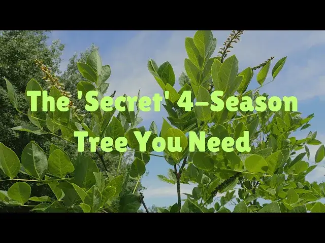Video thumbnail for Want a Thriving Amur Maackia? Learn the Secrets of Seasonal Care Now!