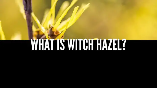 Video thumbnail for Witch Hazel for Acne ; Good Or Bad¿ Get The Facts (720p 24fps)