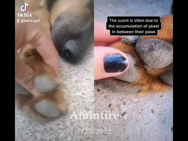 Video thumbnail for 31 iulie 2024