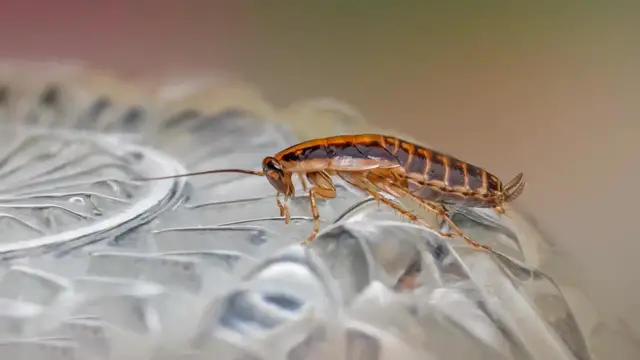 'Video thumbnail for Natural Scents That Repel Cockroaches: A Guide to Pest Control'