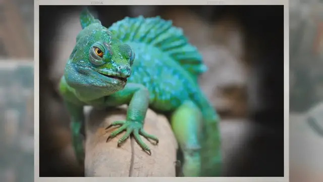 Video thumbnail for How Do We Know Dinosaurs Were Reptiles?