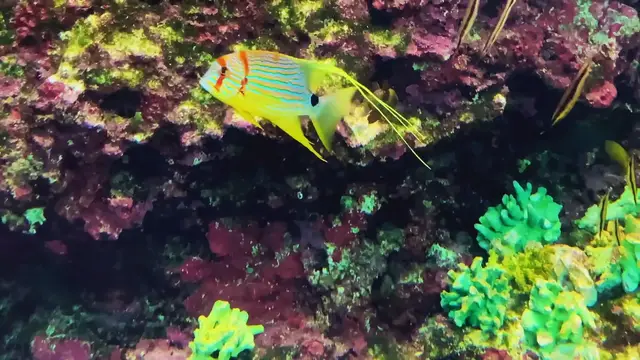 Video thumbnail for Blue –lined sea bream　Symphorichthys spilurus