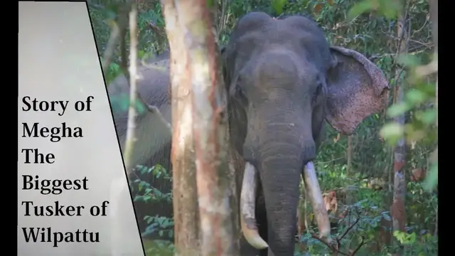 Video thumbnail for Biggest Tusker/ Elephant of Wilpattu National Park | Elephants of Sri Lanka | Episode 4