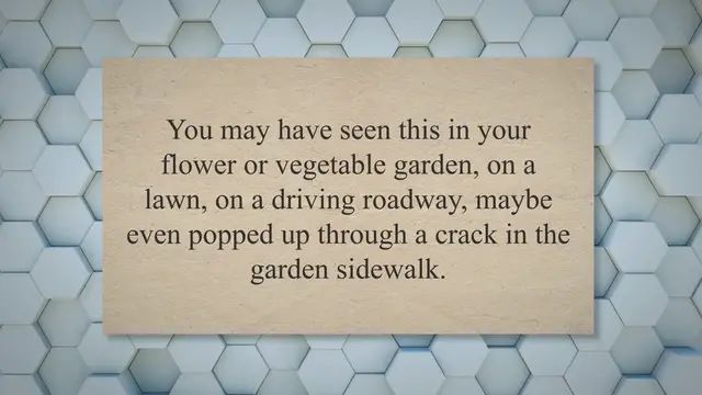 Video thumbnail for What does Crabgrass Look Like? (Identification and Control Measures)